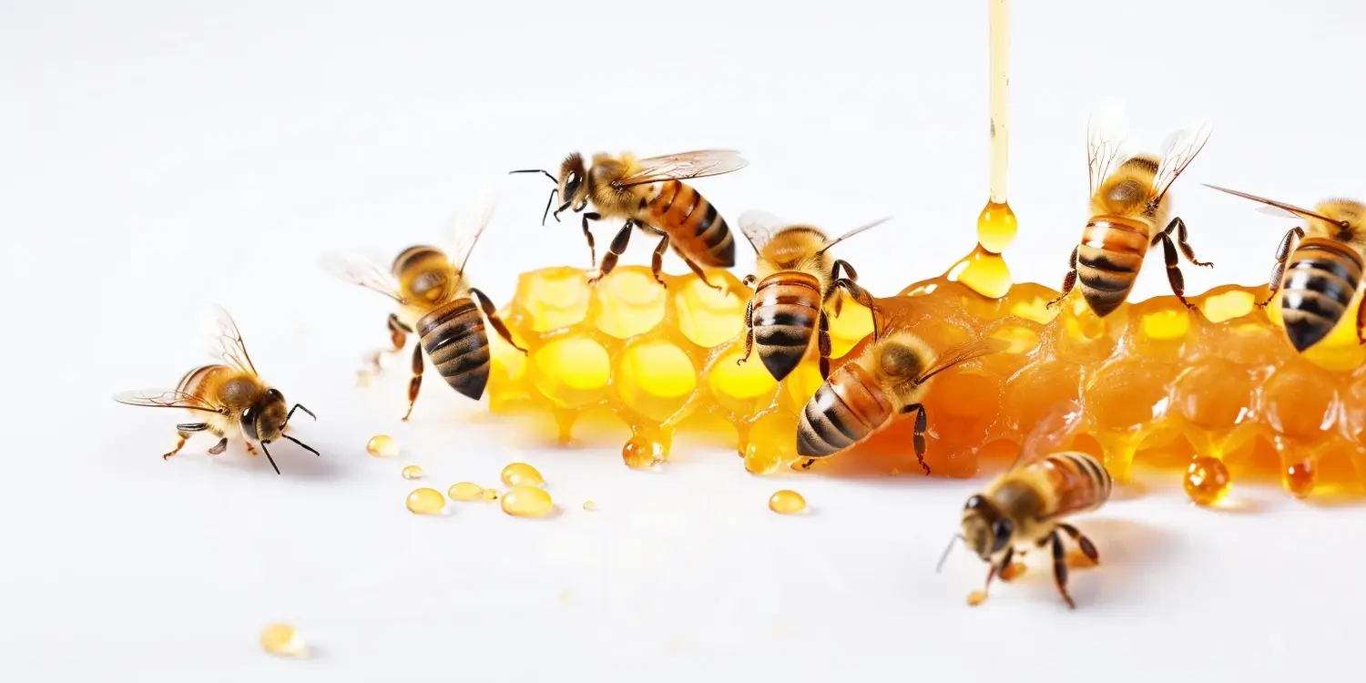 Miód lipowy - jak rozpoznać?
